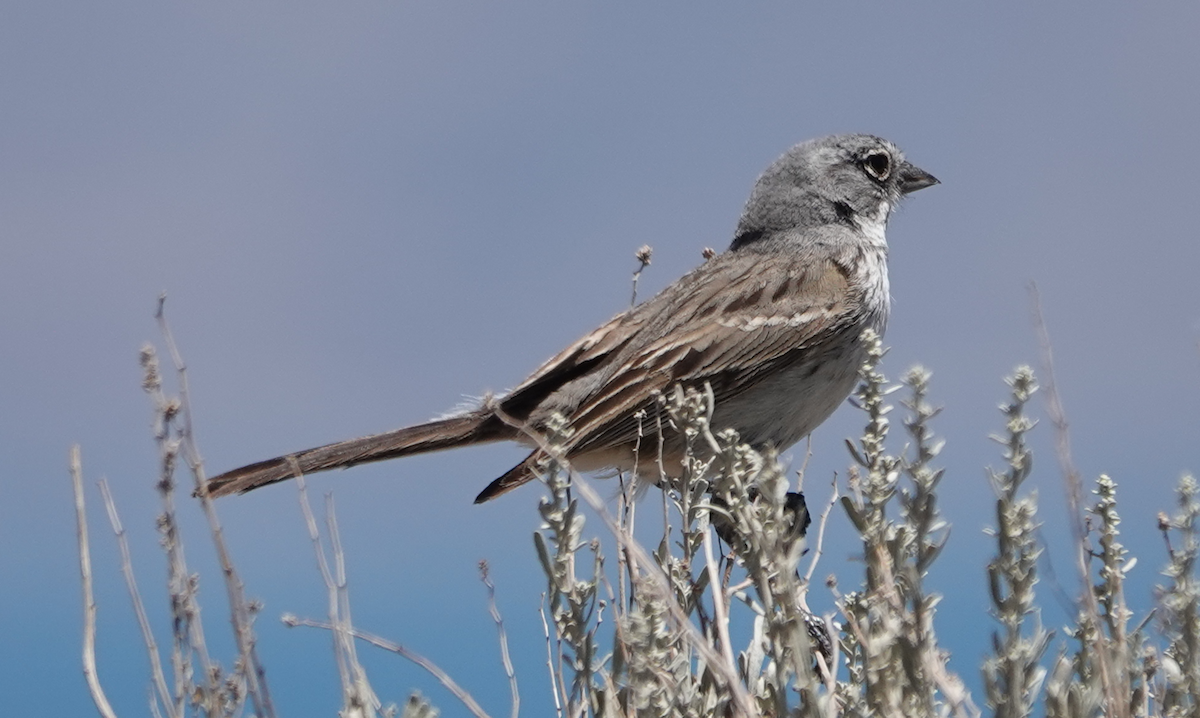 Sagebrush Sparrow - ML620467190