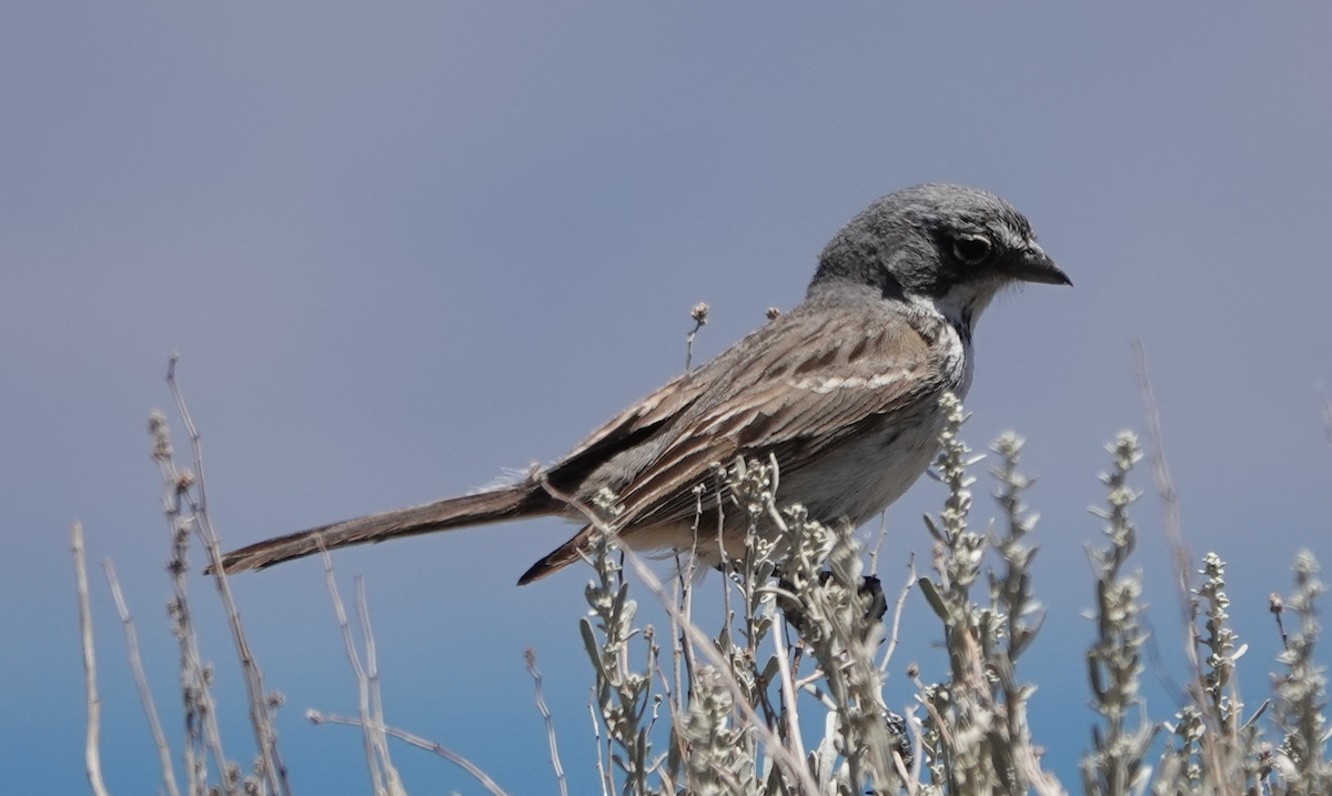 Sagebrush Sparrow - ML620467191