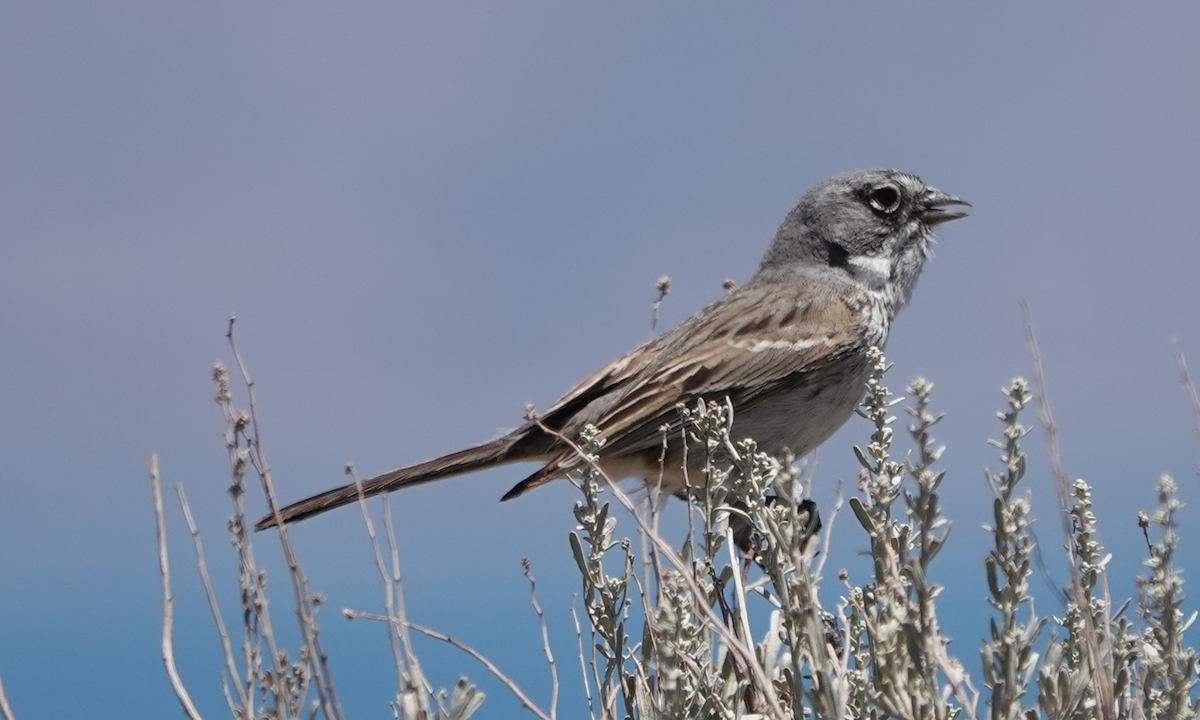 Sagebrush Sparrow - ML620467192