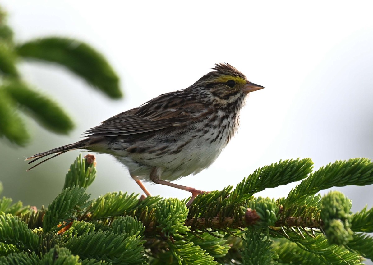 Savannah Sparrow - ML620467193