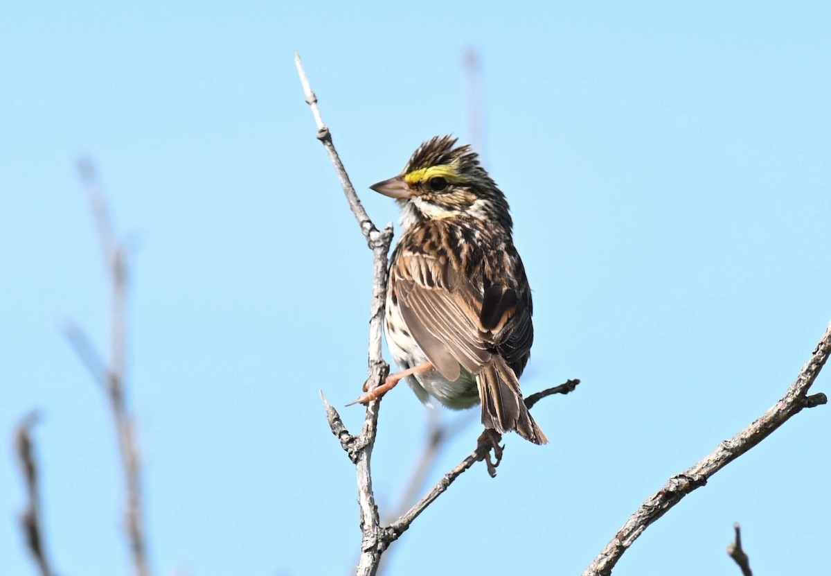 Savannah Sparrow - ML620467194