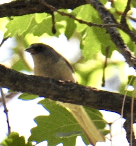 Junco ardoisé (dorsalis) - ML620467201