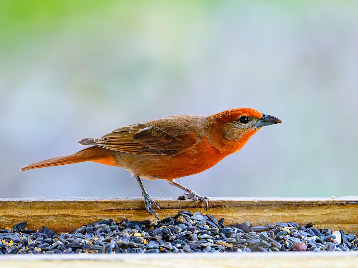 Hepatic Tanager - Dave Dorn