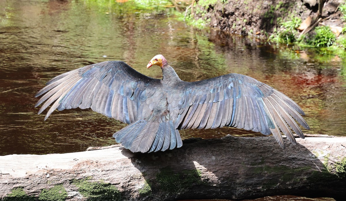 Greater Yellow-headed Vulture - ML620467212