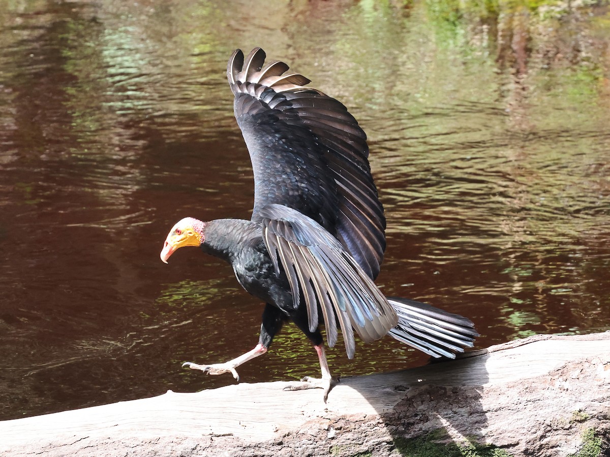 Greater Yellow-headed Vulture - ML620467213