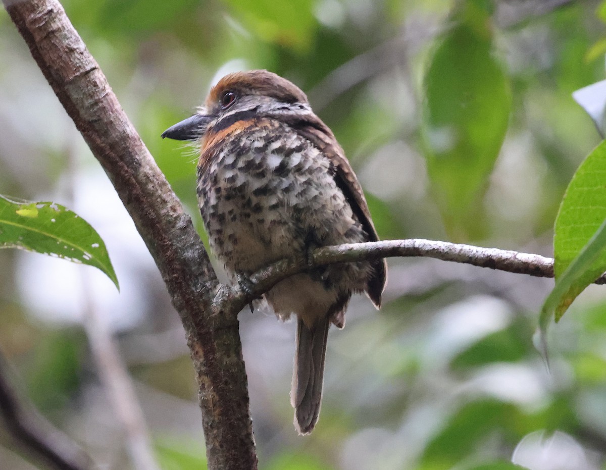 Spotted Puffbird - ML620467223