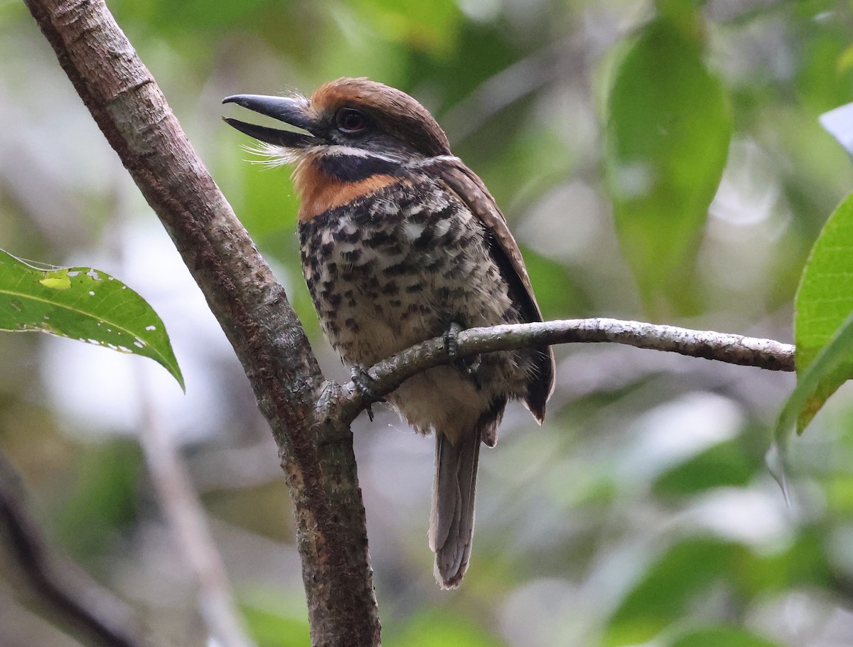 Spotted Puffbird - ML620467224