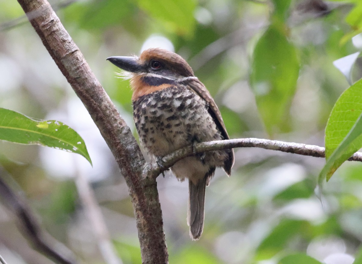 Spotted Puffbird - ML620467225