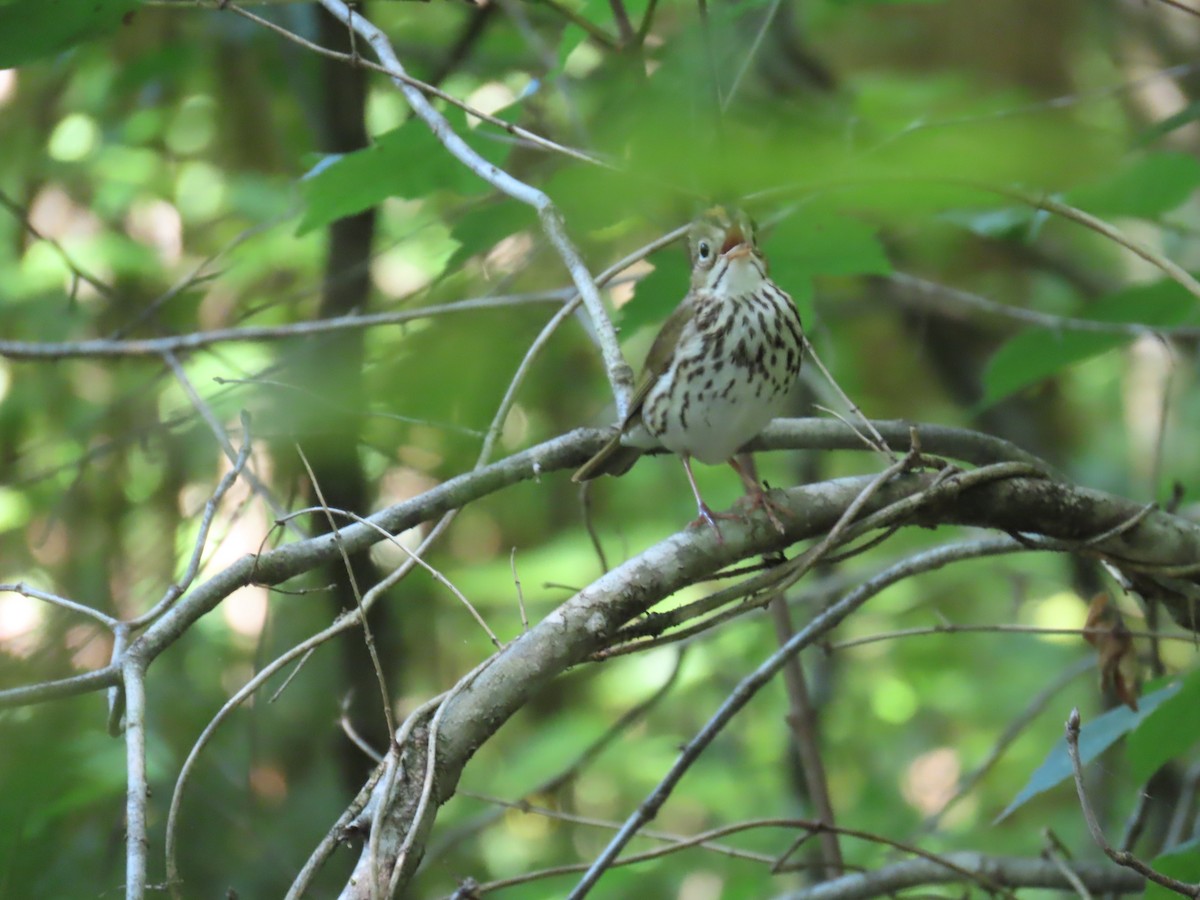 Ovenbird - ML620467227