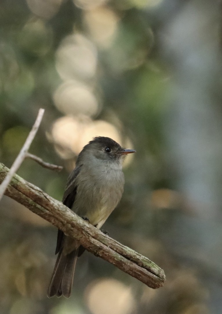 Southern Tropical Pewee - ML620467228