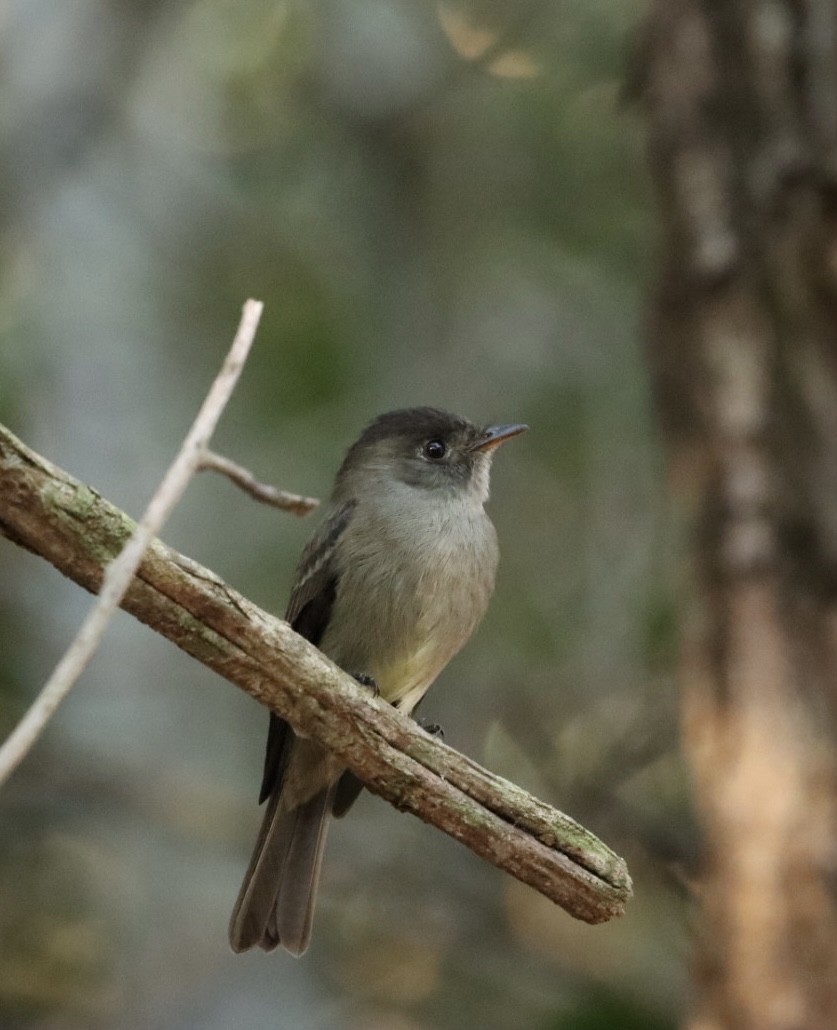 Southern Tropical Pewee - ML620467229