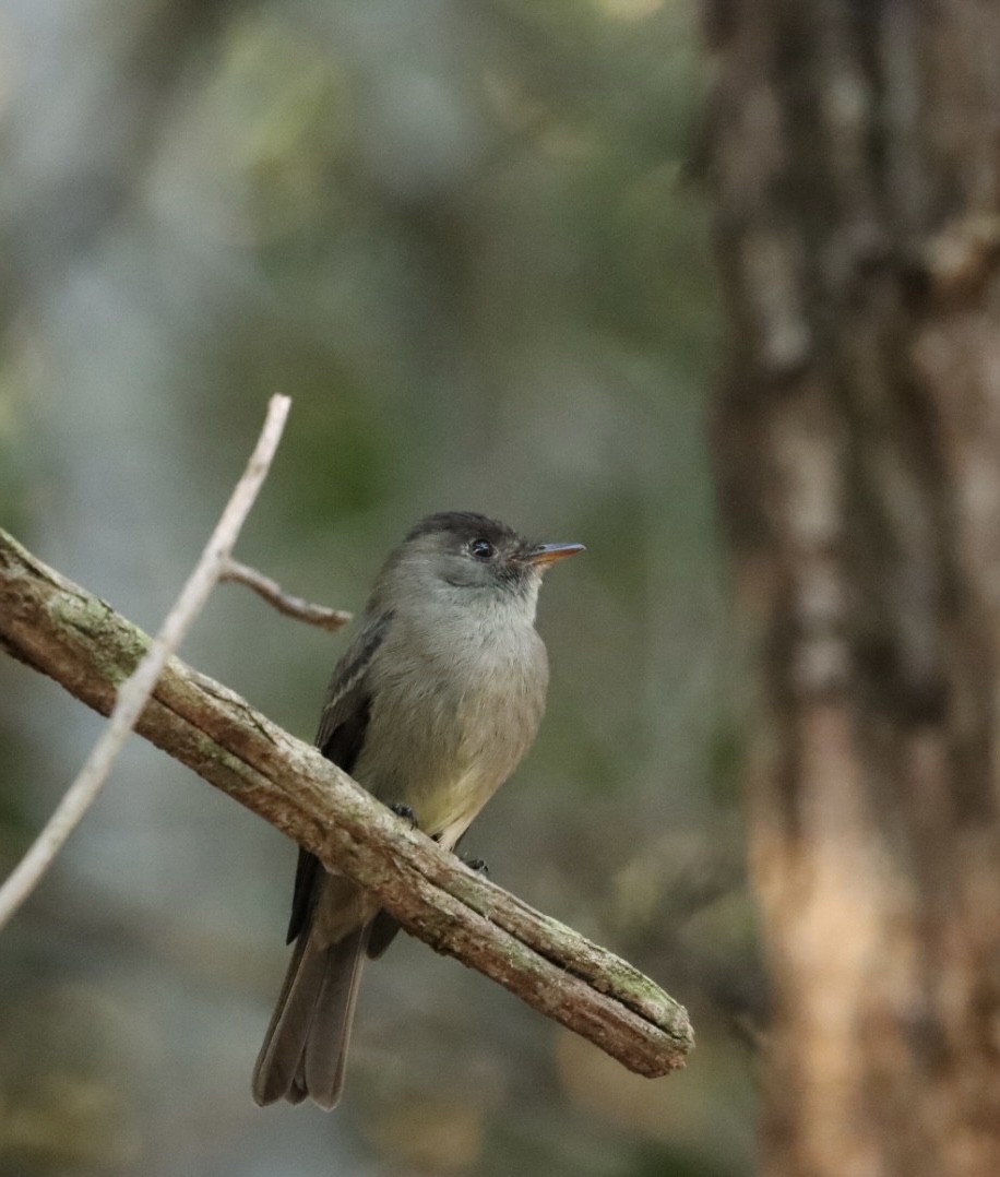 Southern Tropical Pewee - ML620467230