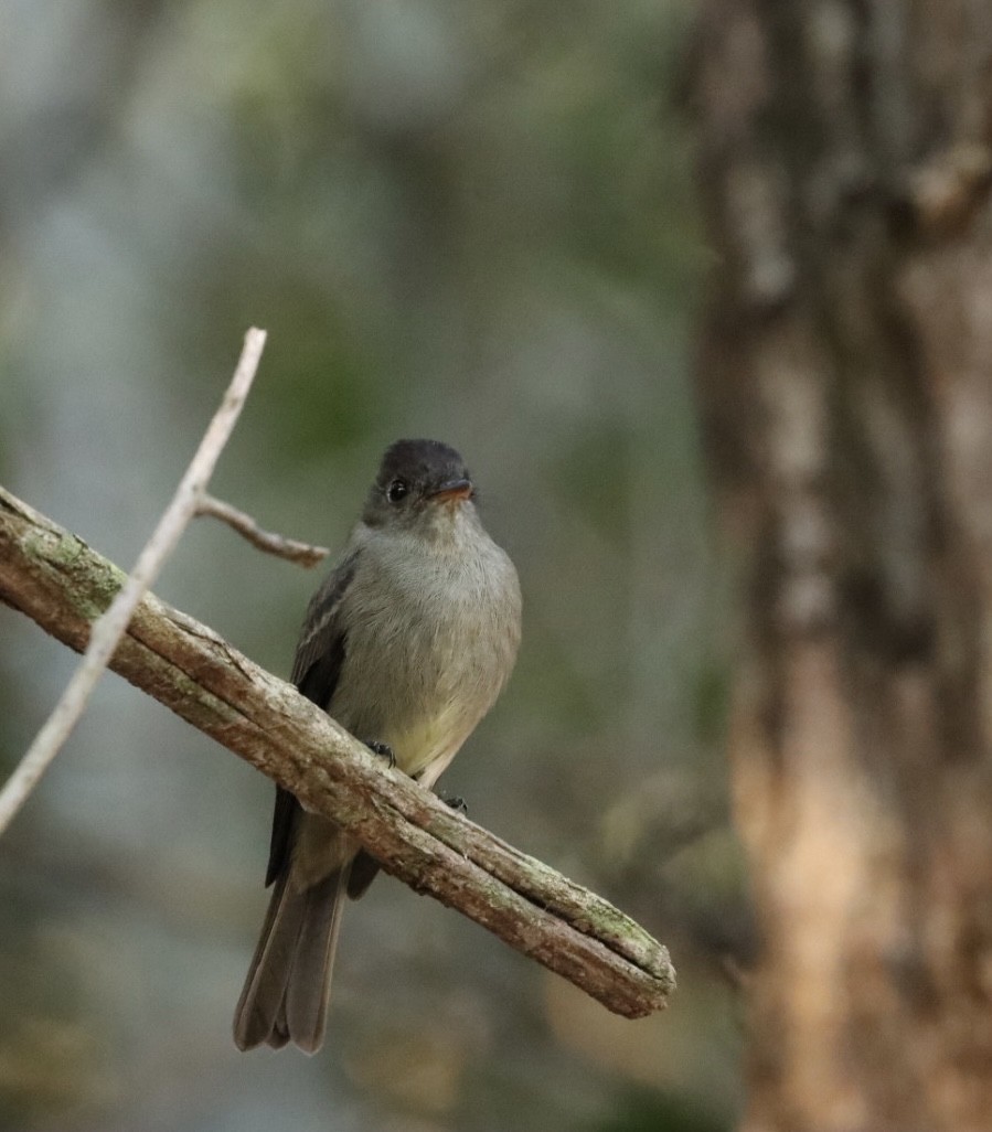 Southern Tropical Pewee - ML620467231