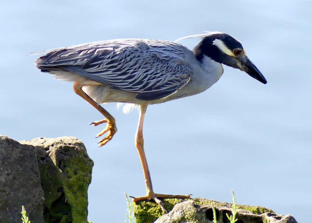 Yellow-crowned Night Heron - ML620467234