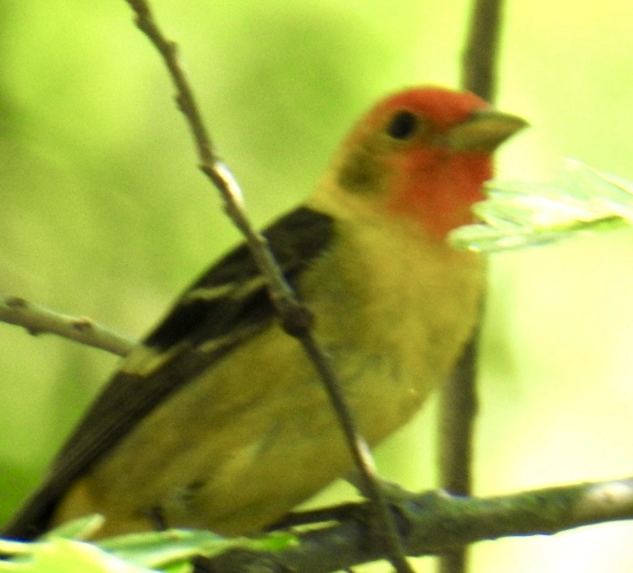 Western Tanager - Brian Ison