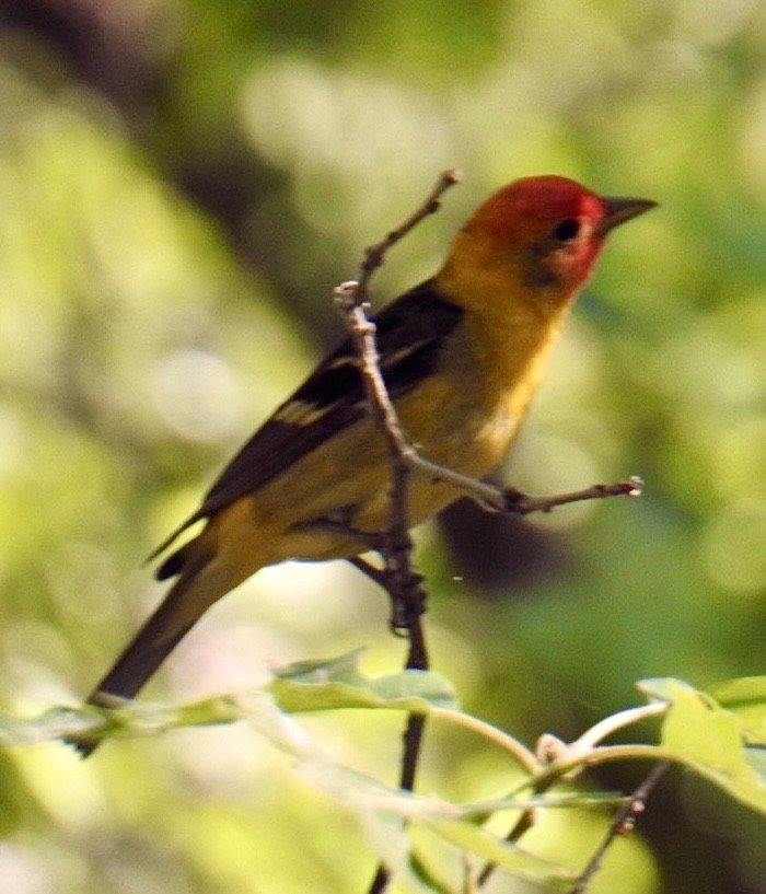 Western Tanager - ML620467239