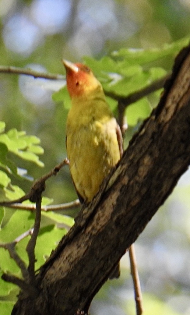 Western Tanager - ML620467240