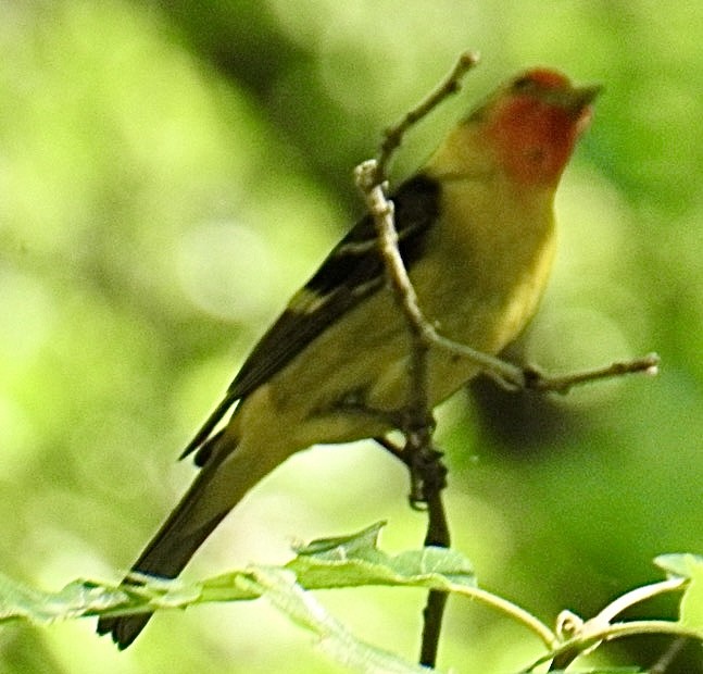Western Tanager - ML620467241