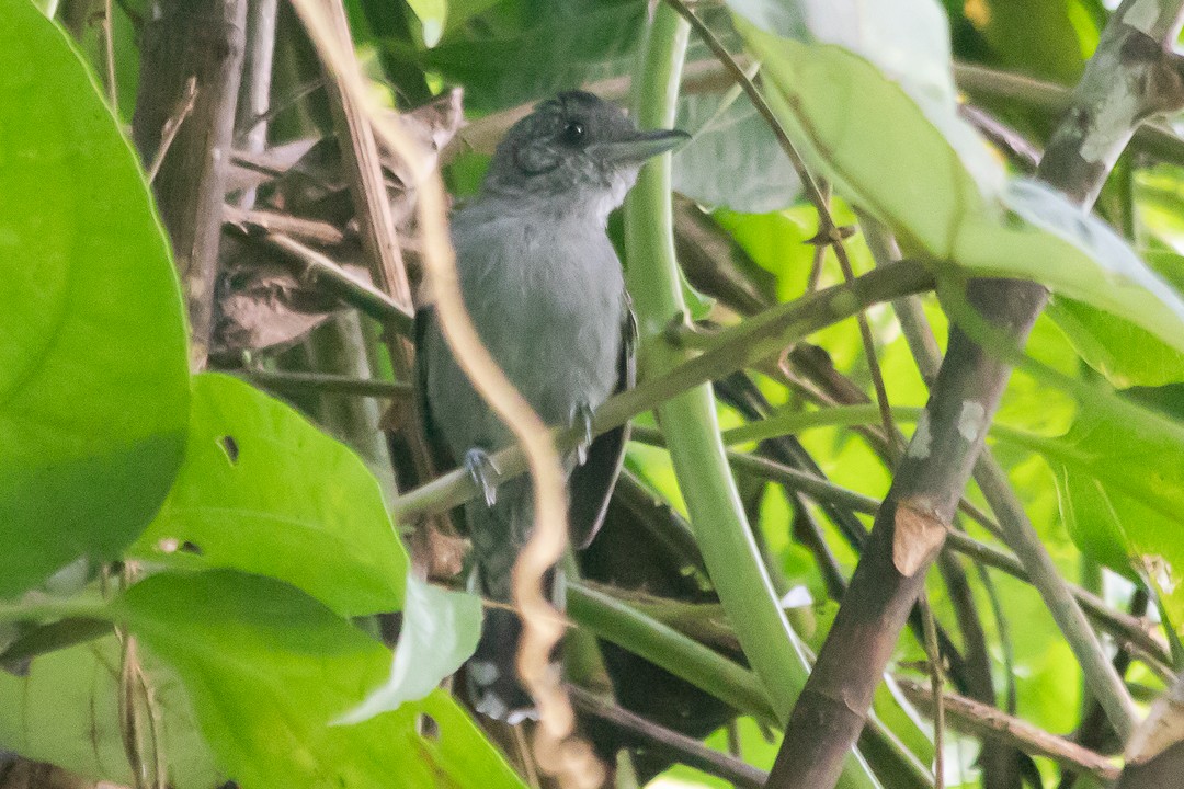 Black-crowned Antshrike - Claudia Andrea Posada Palacio