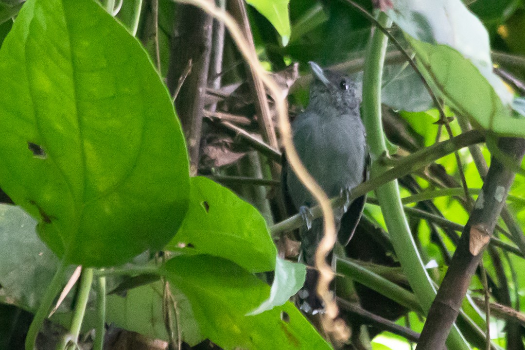 Black-crowned Antshrike - ML620467243