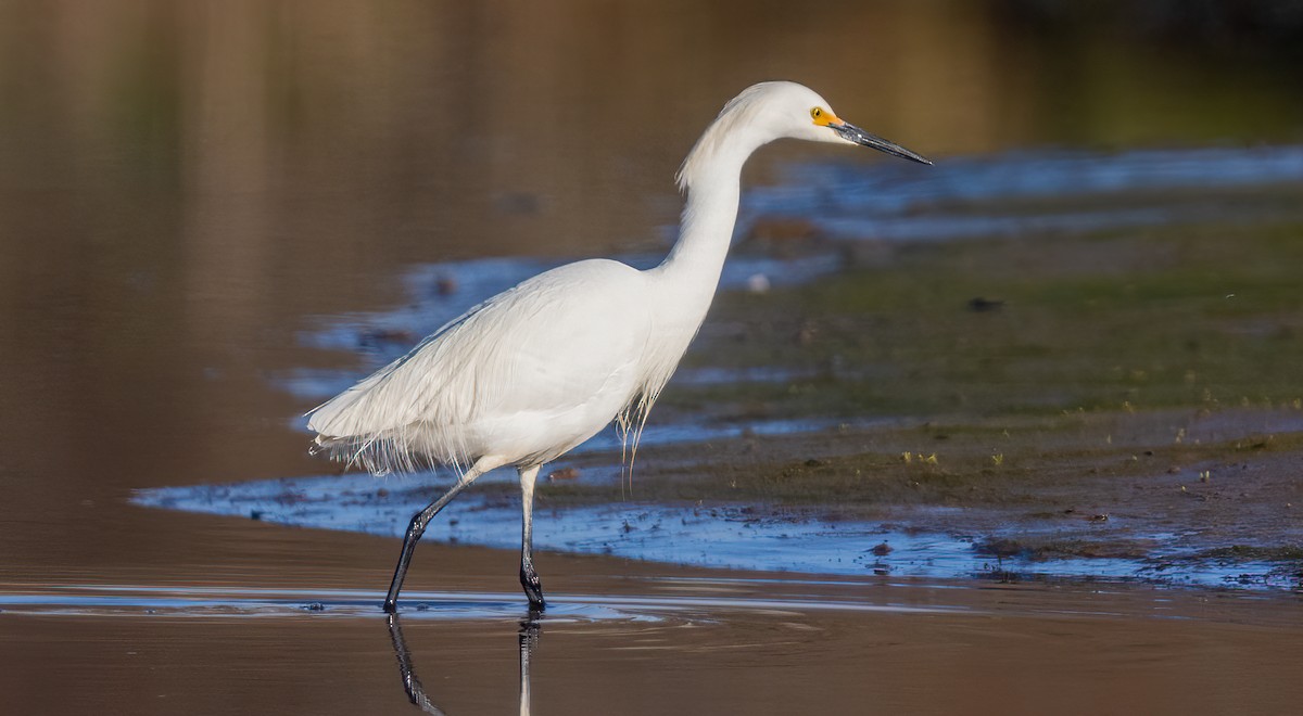 Snowy Egret - ML620467246