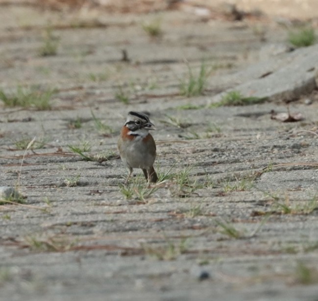 Rufous-collared Sparrow - ML620467249