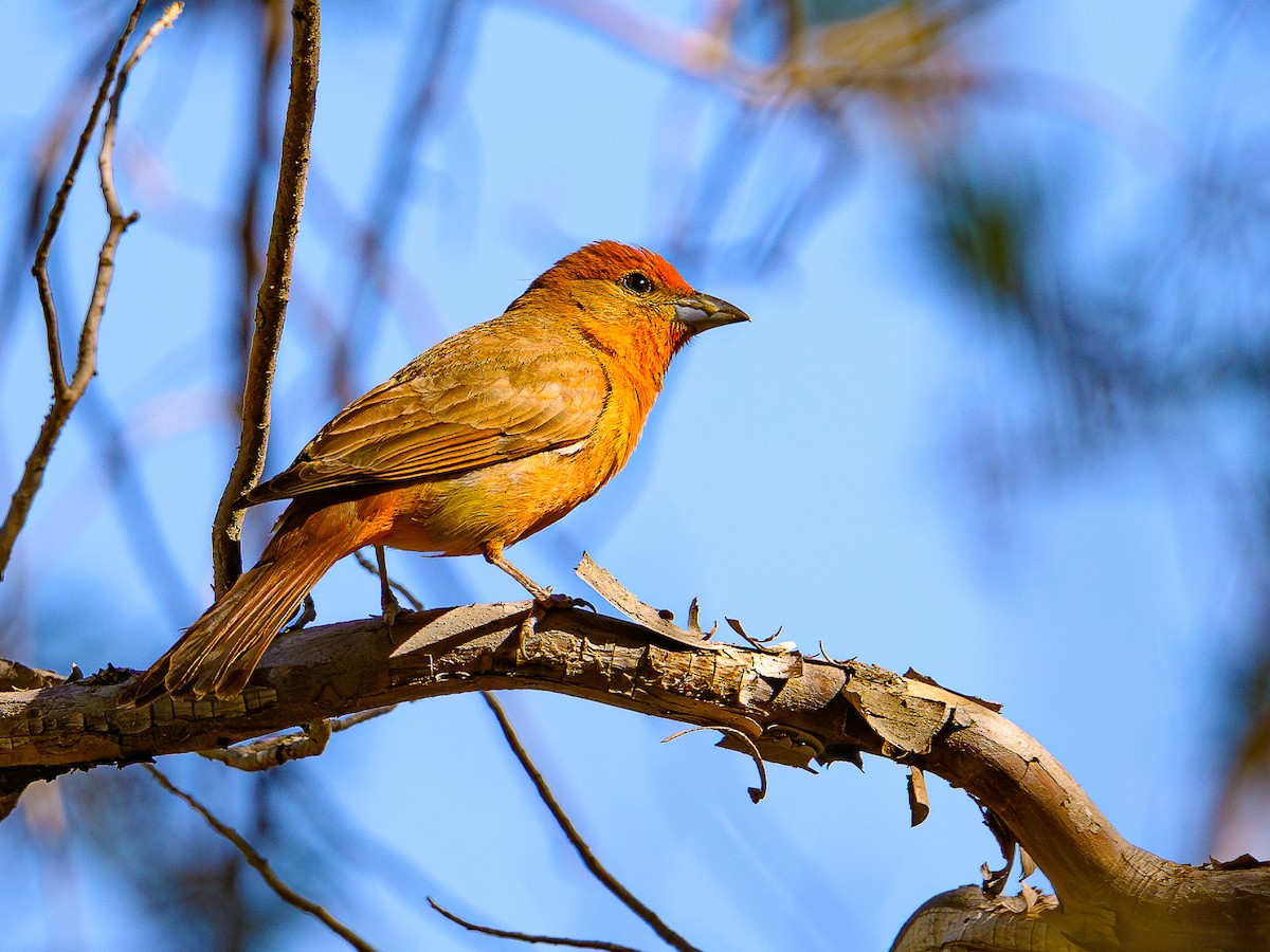 Hepatic Tanager - ML620467251