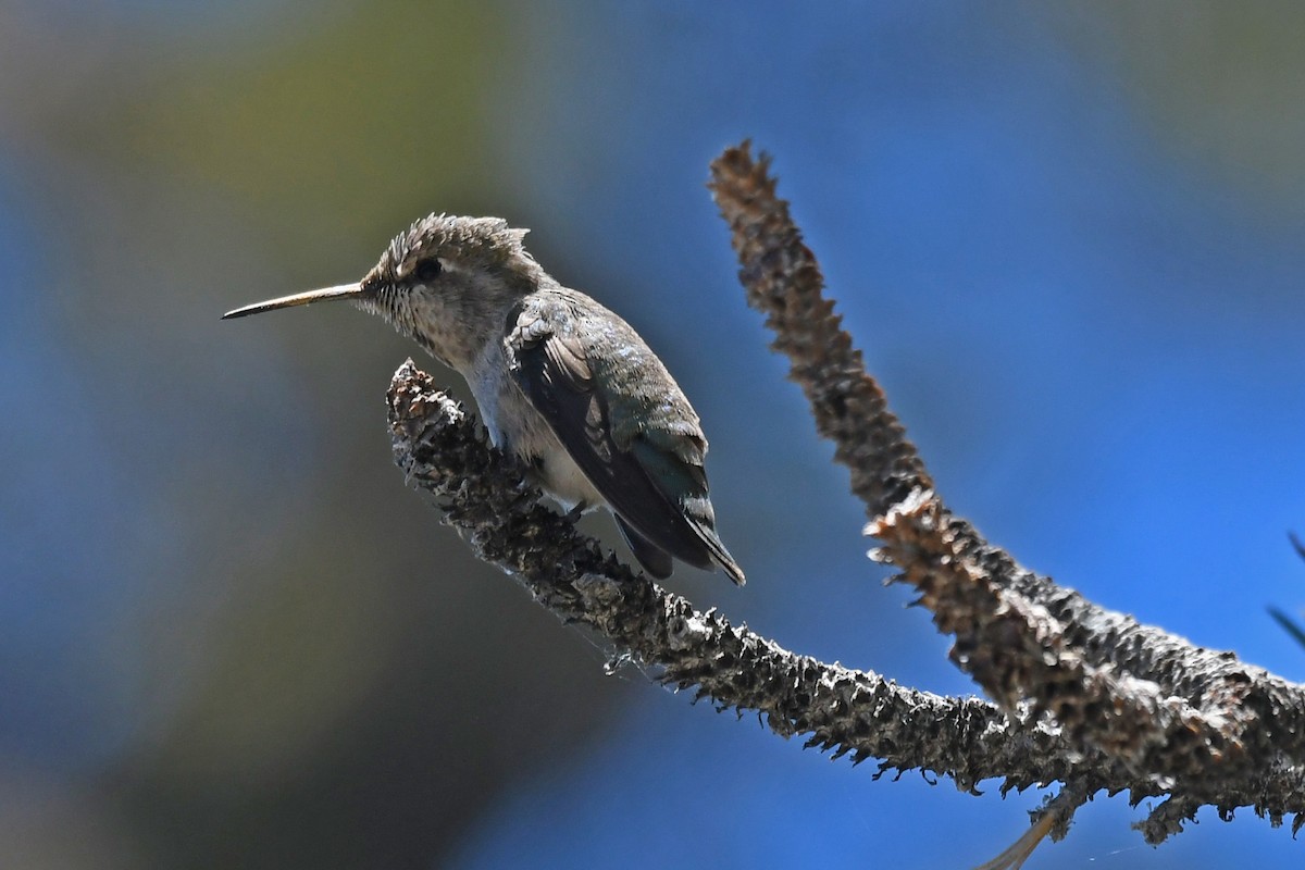 Anna's Hummingbird - ML620467260