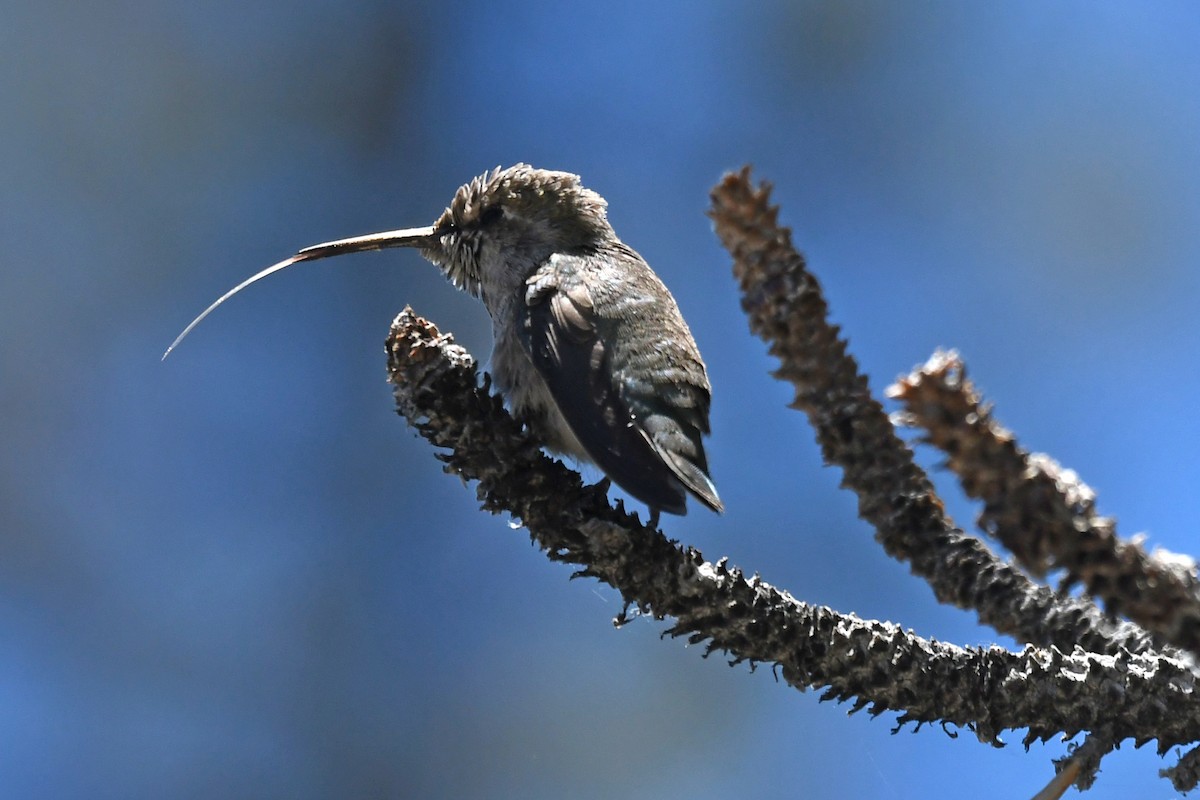 Anna's Hummingbird - ML620467261