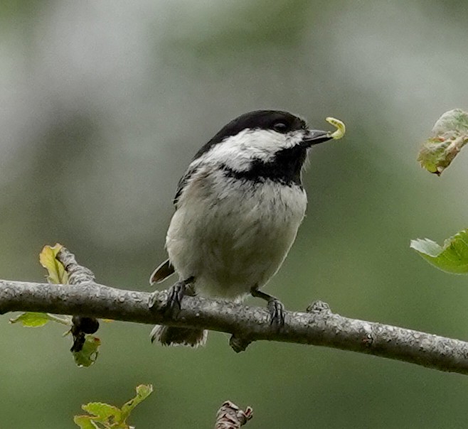 Black-capped Chickadee - ML620467263