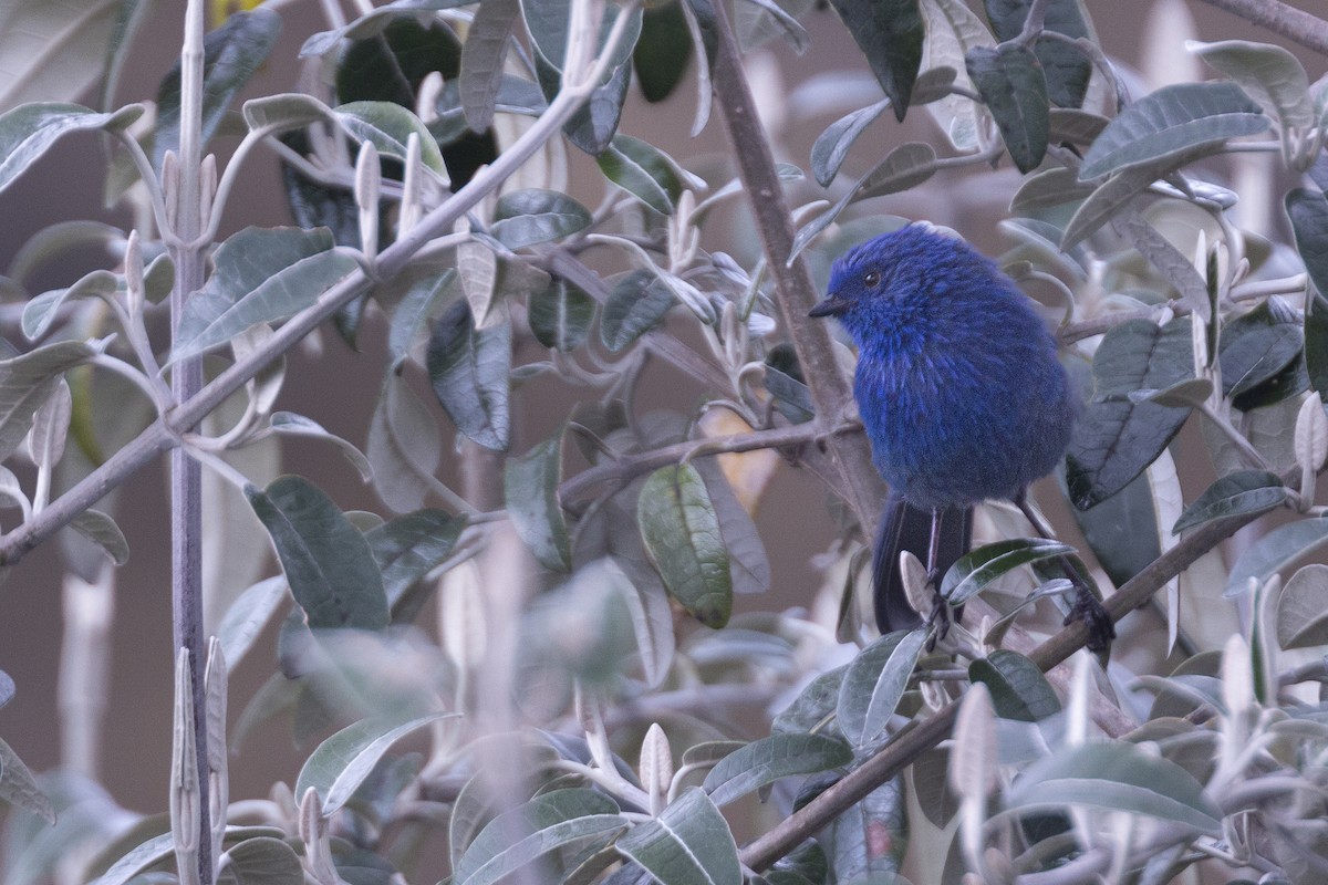 Tit-like Dacnis - ML620467277