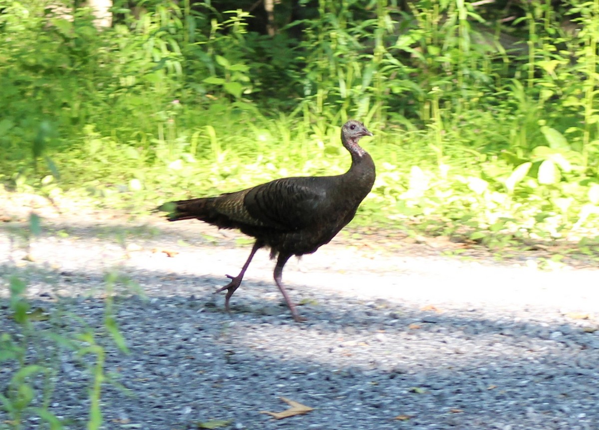 Wild Turkey - ML620467279