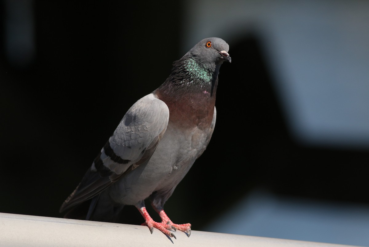 Rock Pigeon (Feral Pigeon) - ML620467281