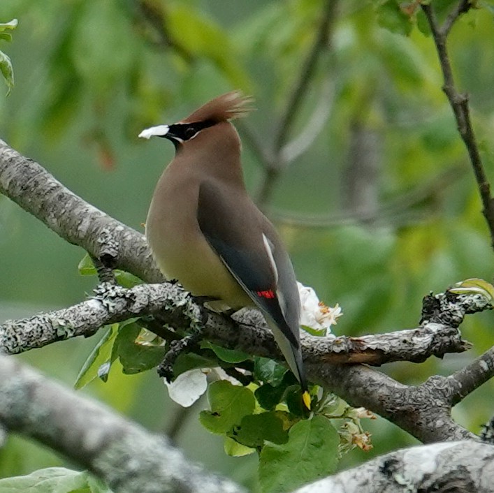 Cedar Waxwing - ML620467284