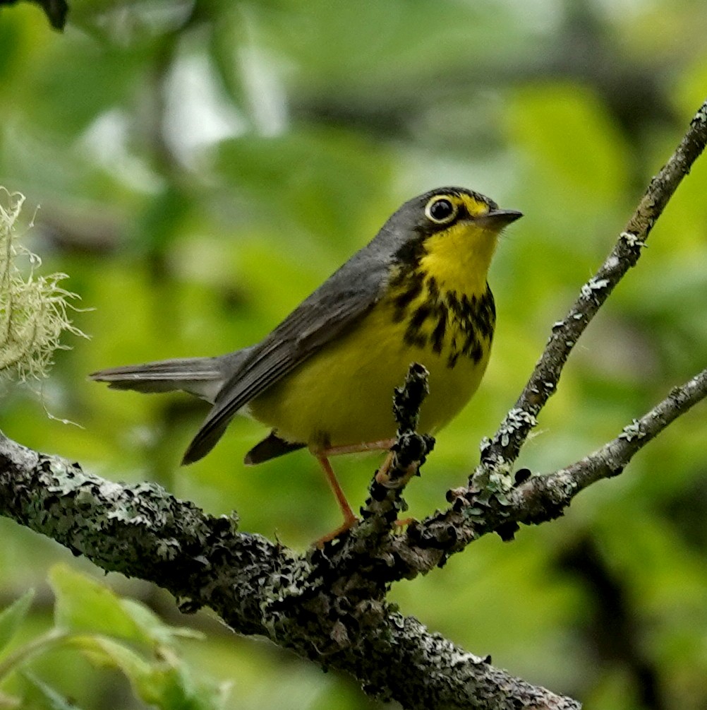 Canada Warbler - ML620467291