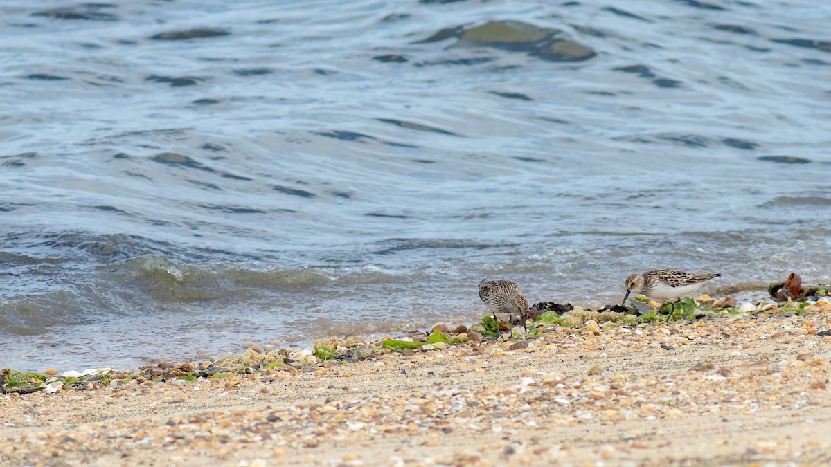 White-rumped Sandpiper - ML620467294