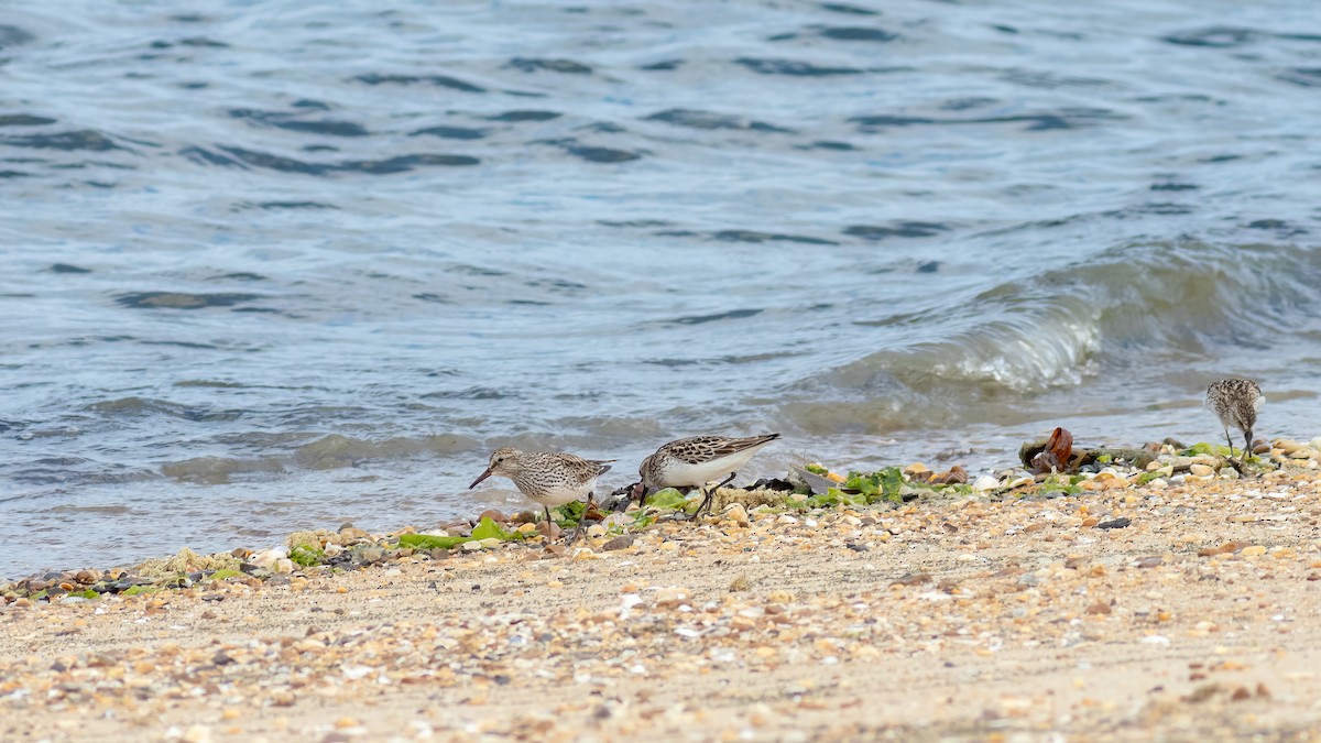 White-rumped Sandpiper - ML620467295