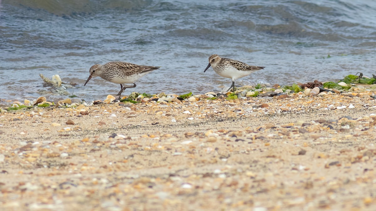 White-rumped Sandpiper - ML620467299