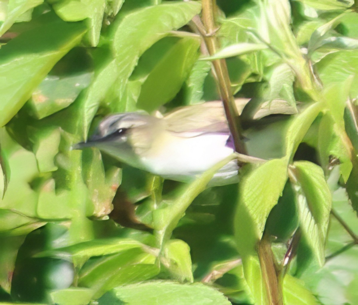 Red-eyed Vireo - ML620467300