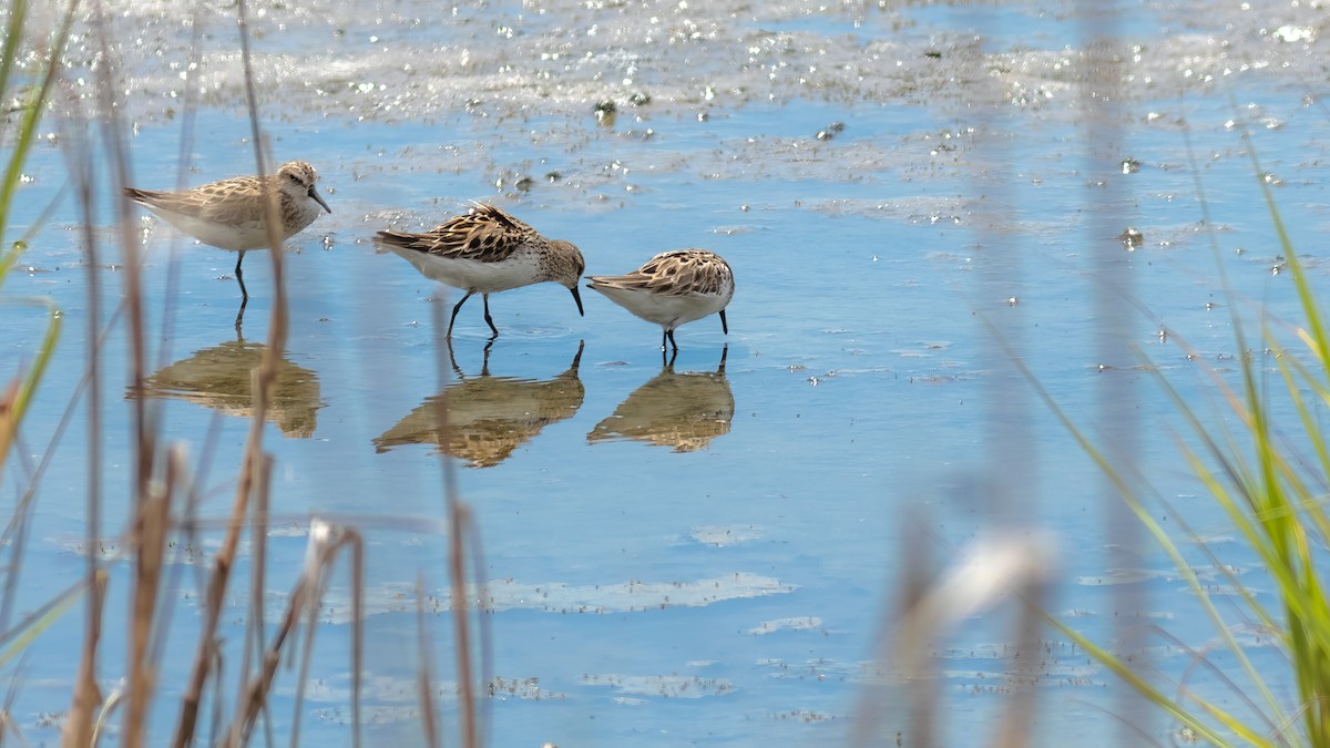 White-rumped Sandpiper - ML620467302