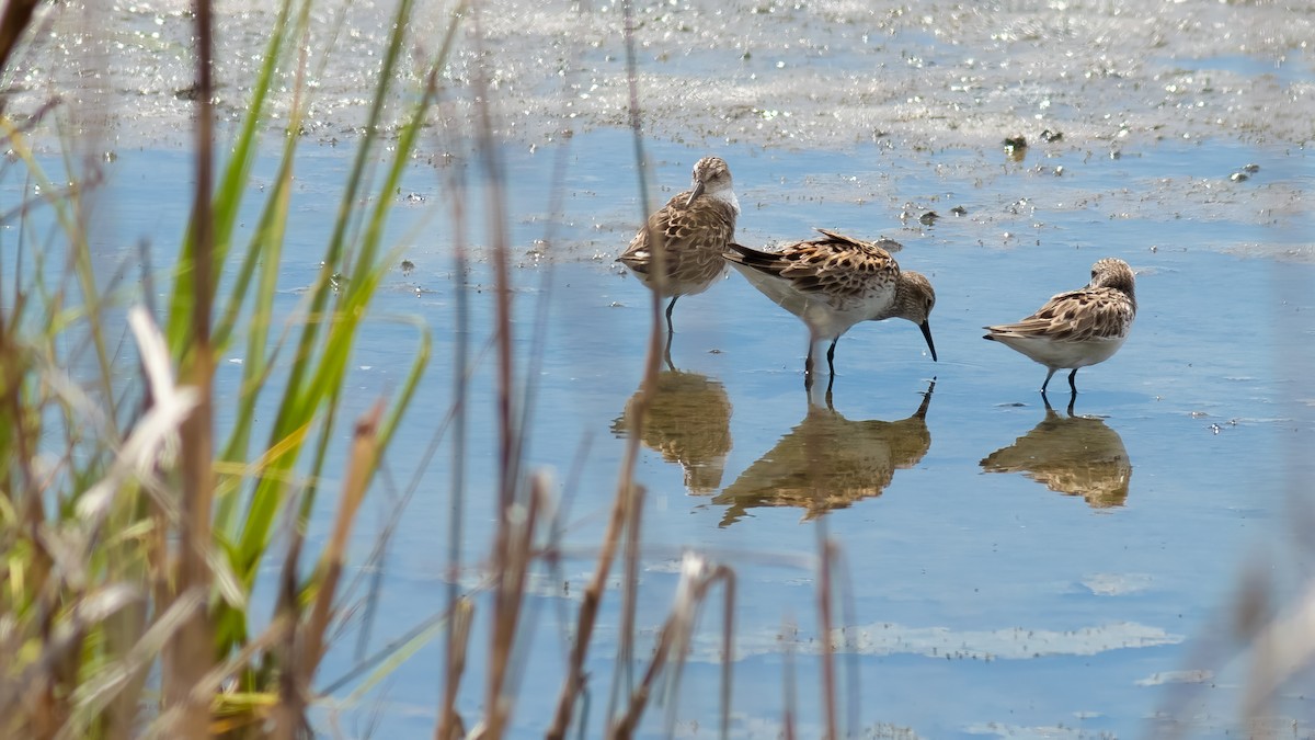 White-rumped Sandpiper - ML620467305