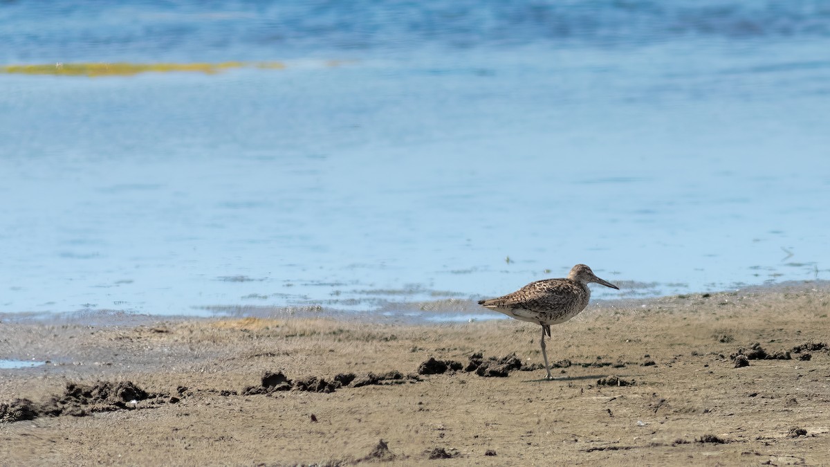 Willet - ML620467310