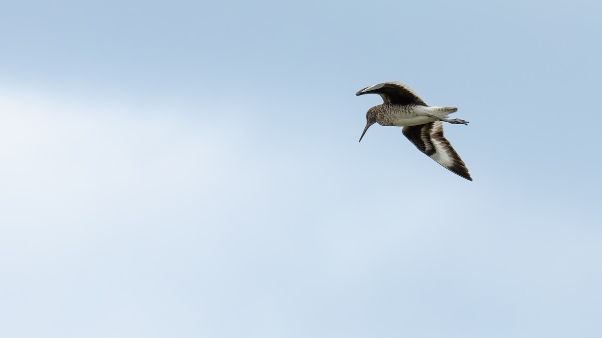 Willet - Todd Kiraly