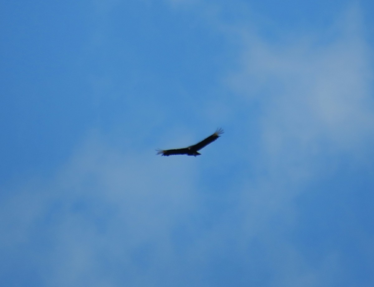 Black Vulture - ML620467318