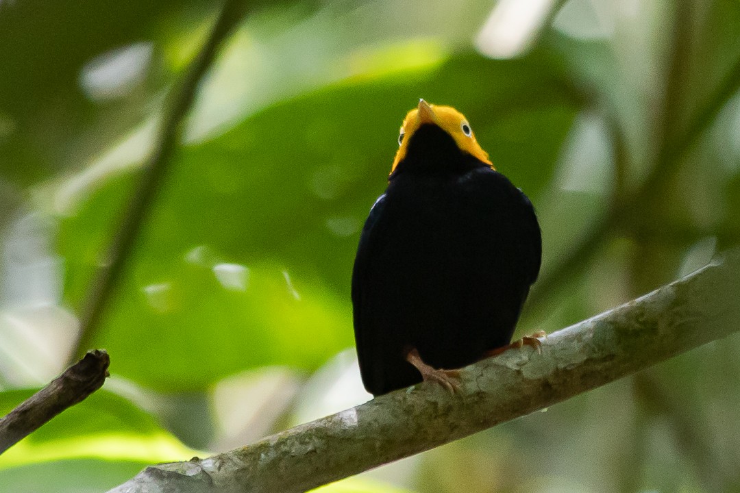 Manakin à tête d'or - ML620467325