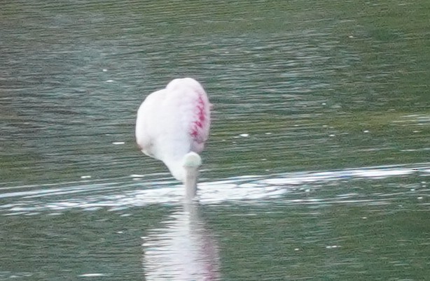 Roseate Spoonbill - ML620467328