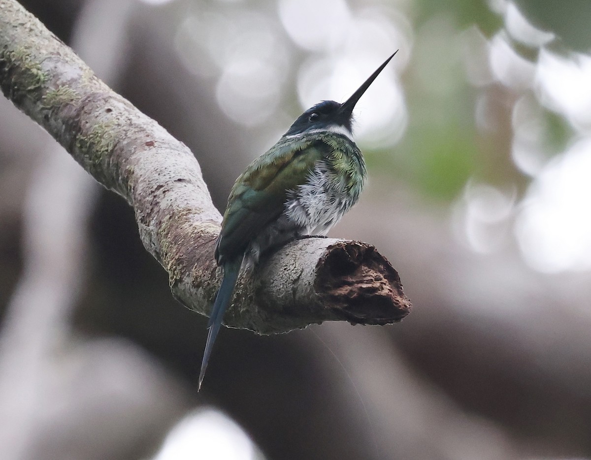 Bronzy Jacamar - ML620467330