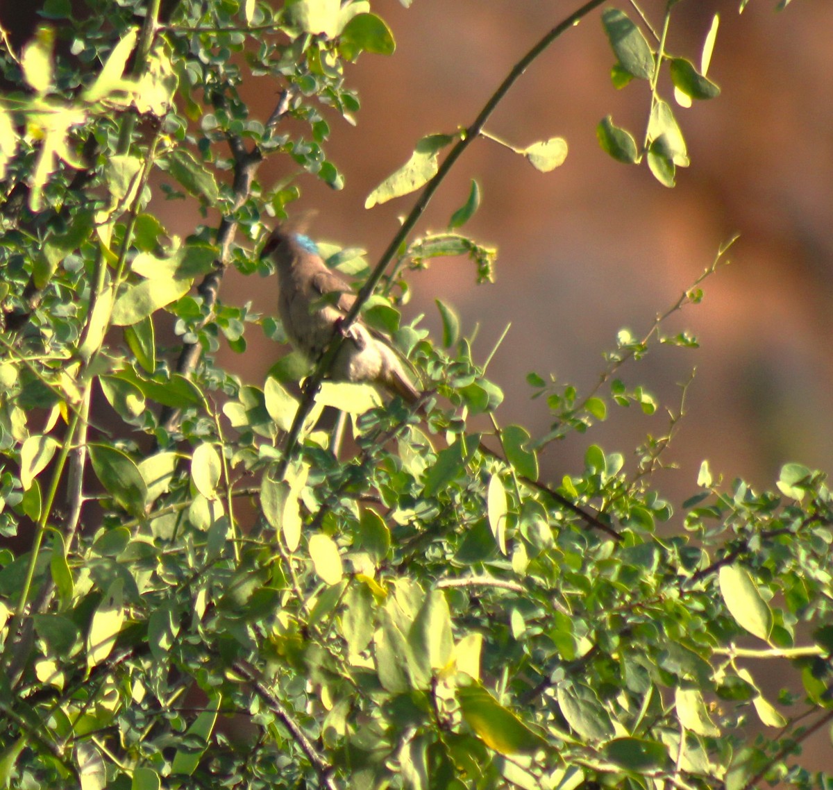 Blue-naped Mousebird - ML620467332