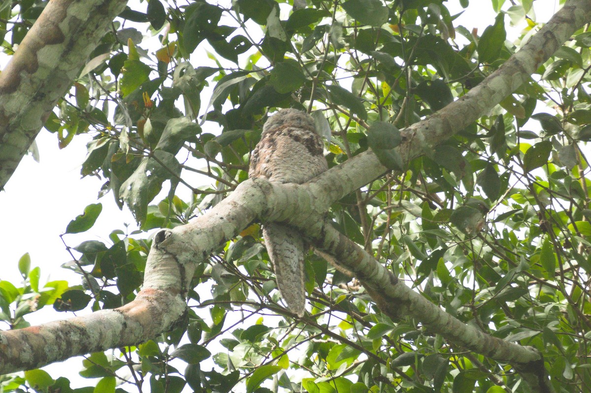 Great Potoo - ML620467333