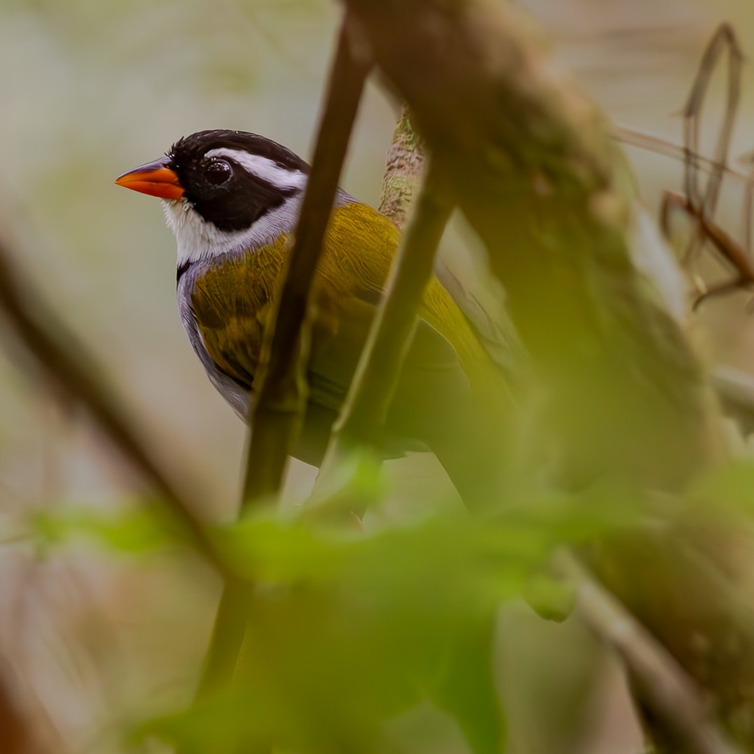 Saffron-billed Sparrow - ML620467335